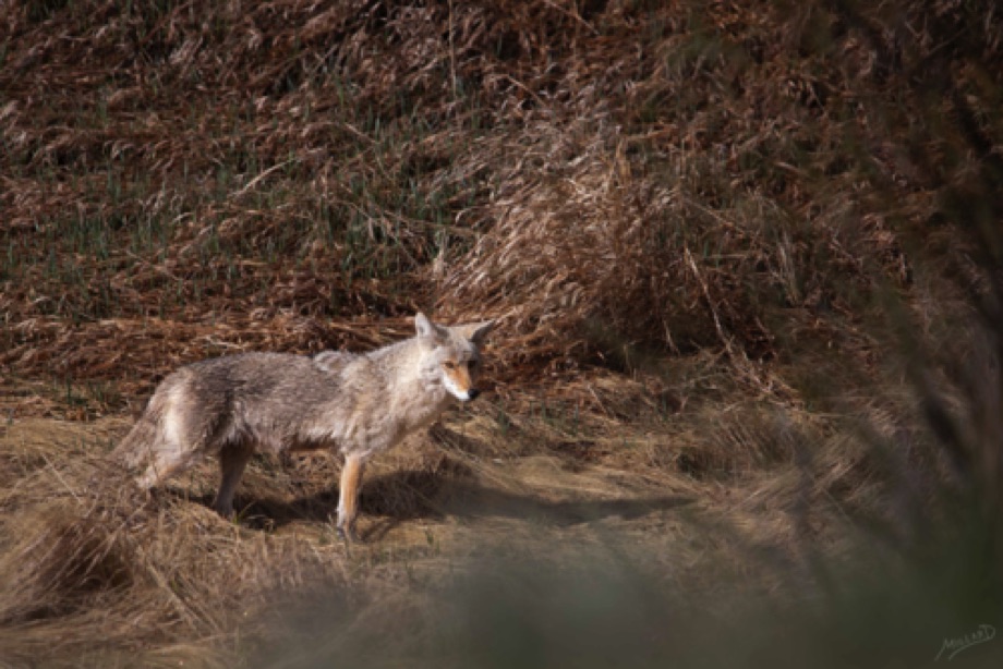 Coyote
Near Phantom Lake, Yellowstone